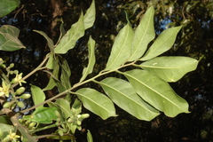 Dysoxylum binectariferum